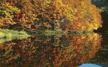 桧原湖の紅葉